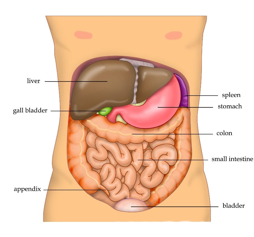 The liver in relation to the digestive organs. Bile produced here is stored in the gallbladder and released into the intestine, which is only one of several hundred functions.