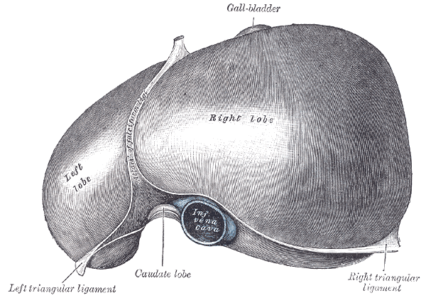 The liver's position relative to the surrounding organs. It receives blood from two sources, which is unusual and central to what it does.