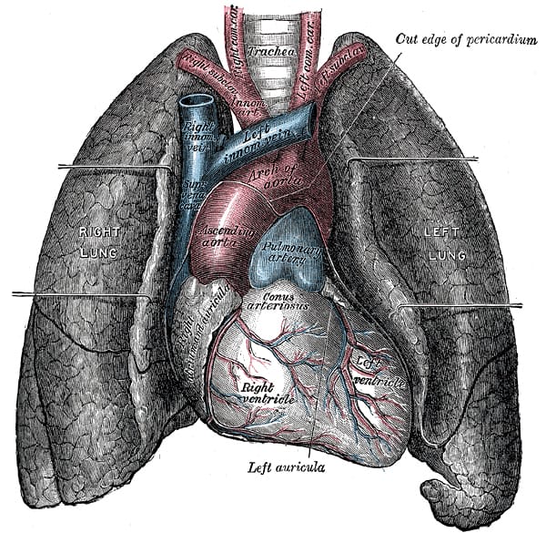 The lungs with the heart between them. The right lung has three lobes and the left two, the difference making room for the heart.