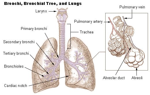 The branching airways. Each division produces narrower and more numerous tubes, about twenty three generations of branching in total.