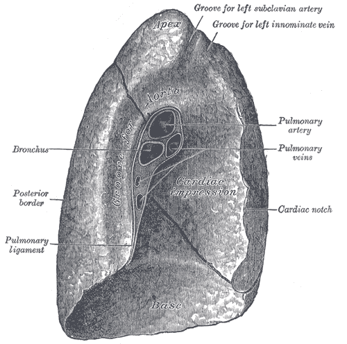 Alveoli with their surrounding capillaries. The barrier between air and blood here is under a micrometre thick, which is what makes gas exchange fast enough to sustain a large animal.