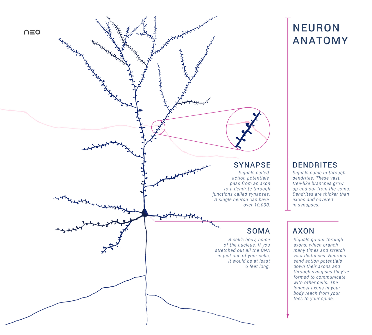 A synapse. The two cells do not touch; the signal crosses a narrow gap chemically, which is what allows it to be modified.