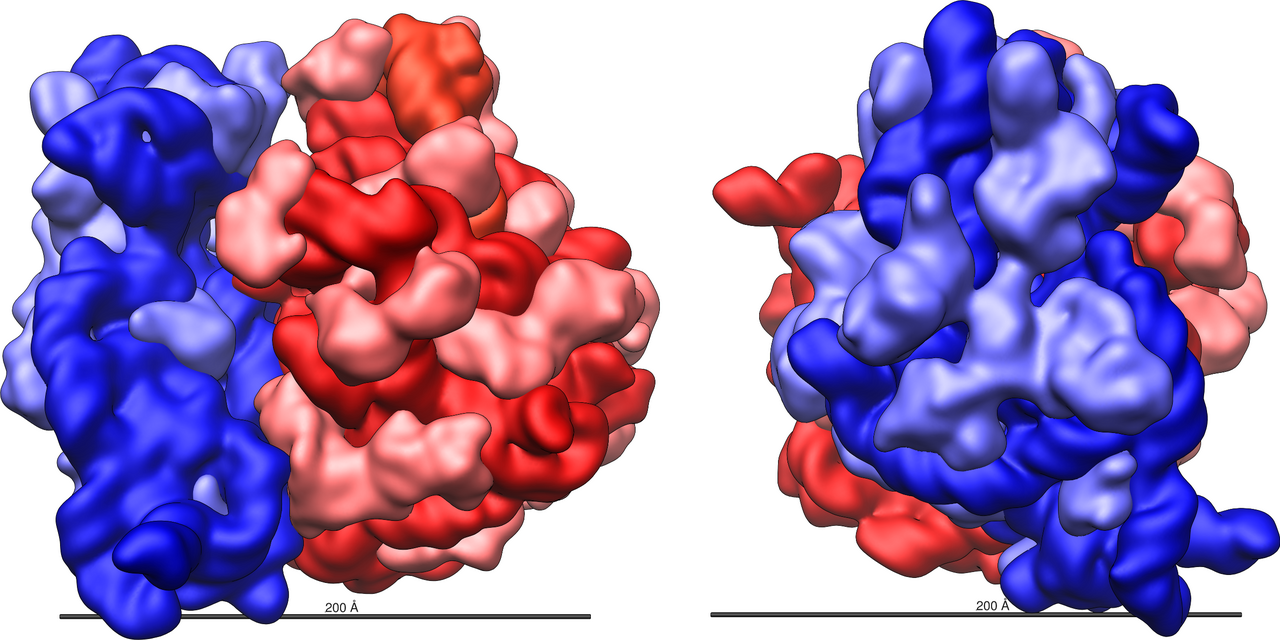 A ribosome, composed of a large and a small subunit. The two come together around a messenger RNA strand and separate when the protein is complete.