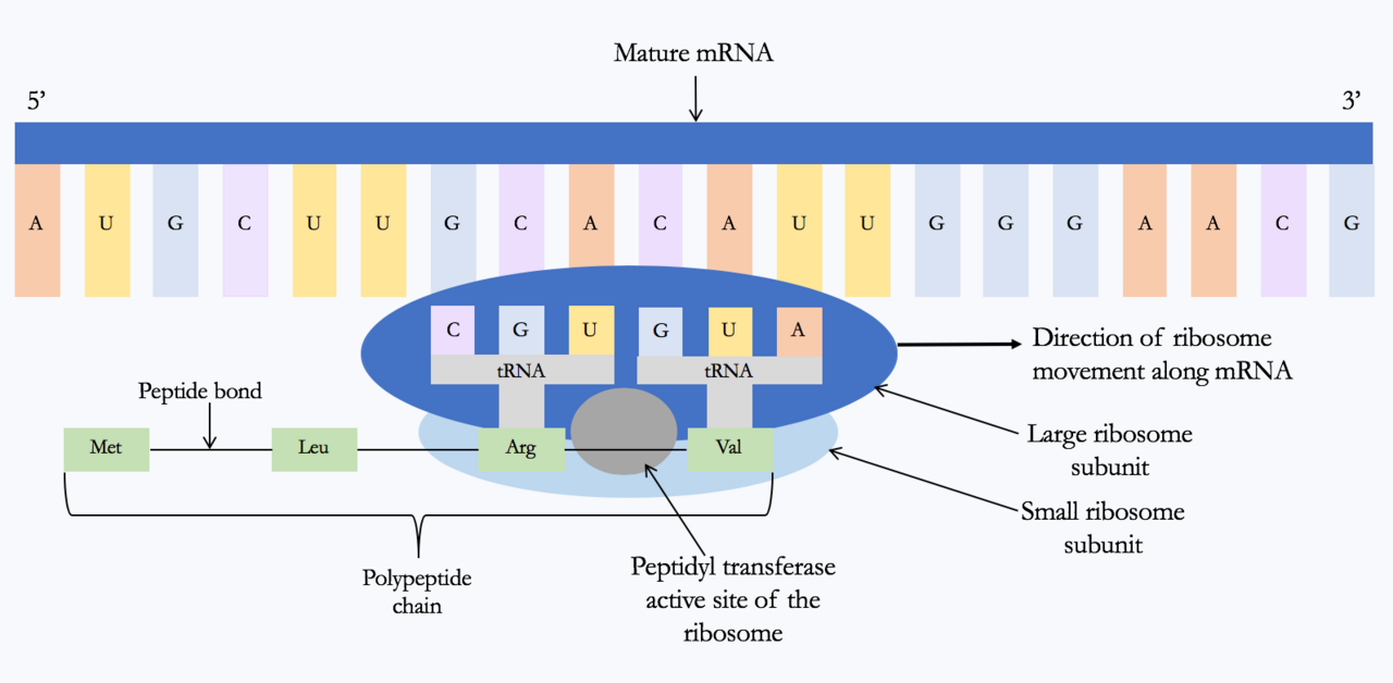 Translation in progress. The message is read in one direction while the growing protein chain emerges through a tunnel in the large subunit.