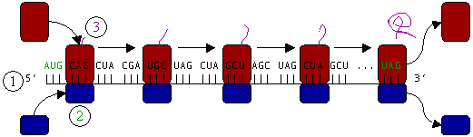 Multiple ribosomes translating one message simultaneously. A single messenger RNA is typically read by many ribosomes at once, which multiplies output from one transcript.