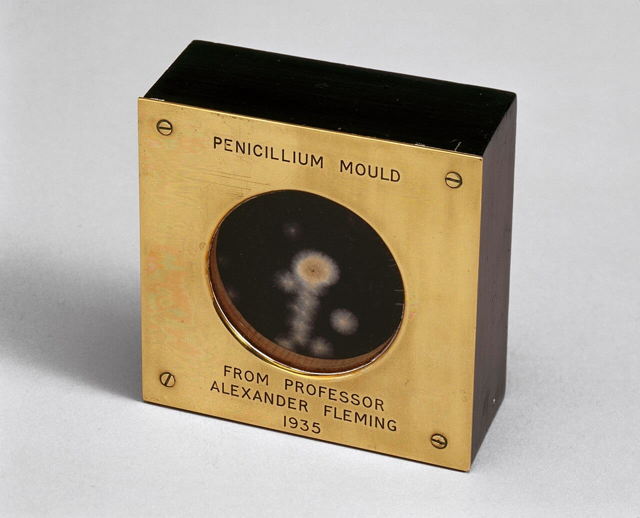 Fleming's original penicillin culture. The observation was accidental, and what made it scientific was the systematic work that followed rather than the moment of noticing.