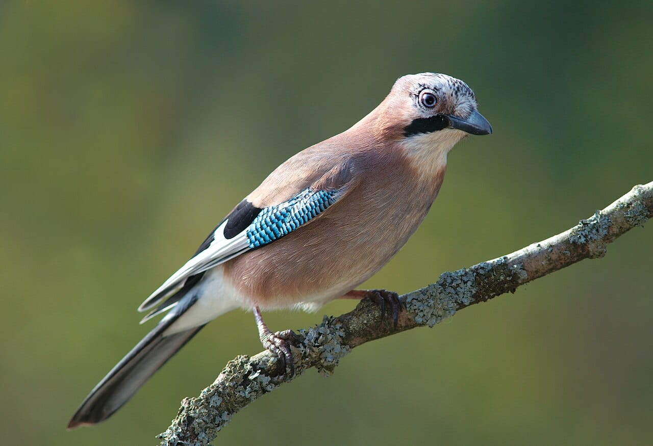 A Eurasian jay. Corvids that have themselves stolen from caches re-hide their own food when watched, which is difficult to explain without some representation of what another bird has seen.