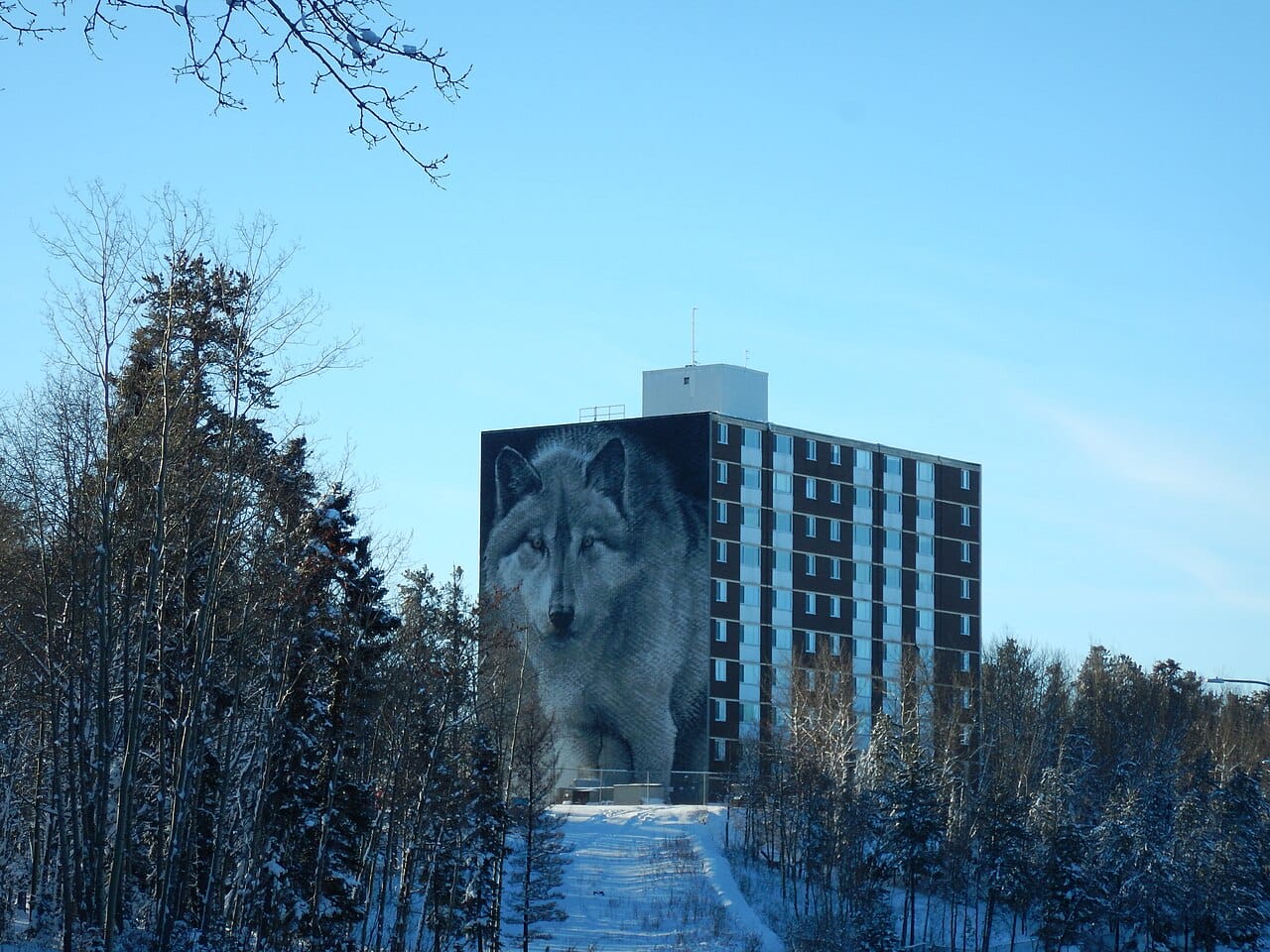 One of the Spirit Way wolf murals. The project uses public art along a walking route to link the city's landmarks, and the wolf is Thompson's emblem.