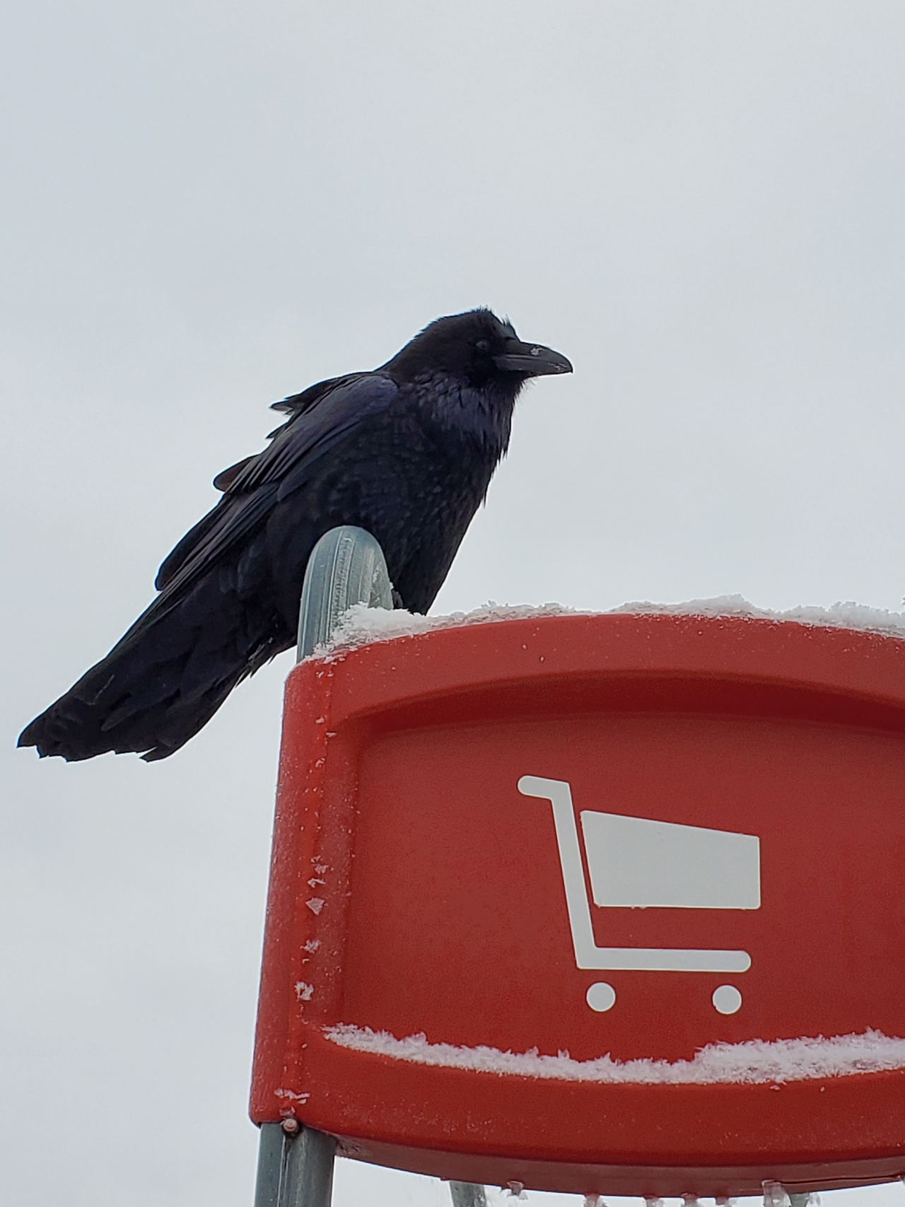 A raven, a constant presence in northern Manitoba towns. Thompson's public art draws heavily on the wildlife of the boreal forest.