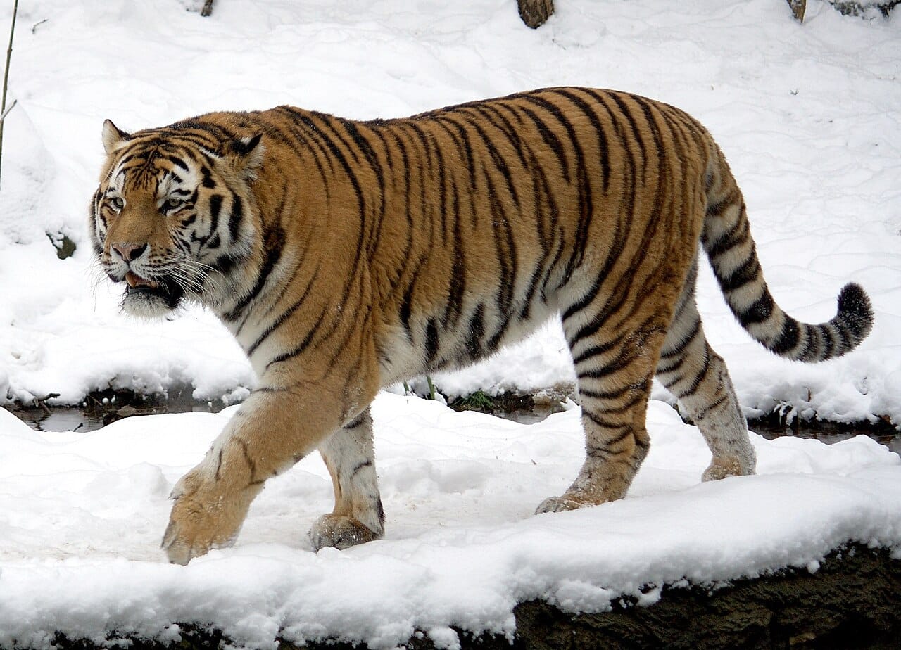 An Amur tiger in snow. The Russian Far East population is the northernmost, in an environment no other tiger faces, and it recovered from perhaps forty animals in the 1940s.