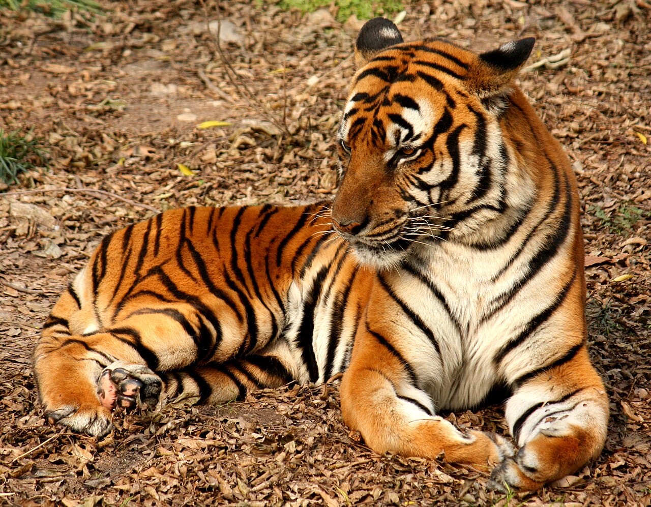 A South China tiger in captivity. None have been seen in the wild since the 1970s and the population is generally treated as functionally extinct there, surviving only in Chinese zoos and a South African breeding project.