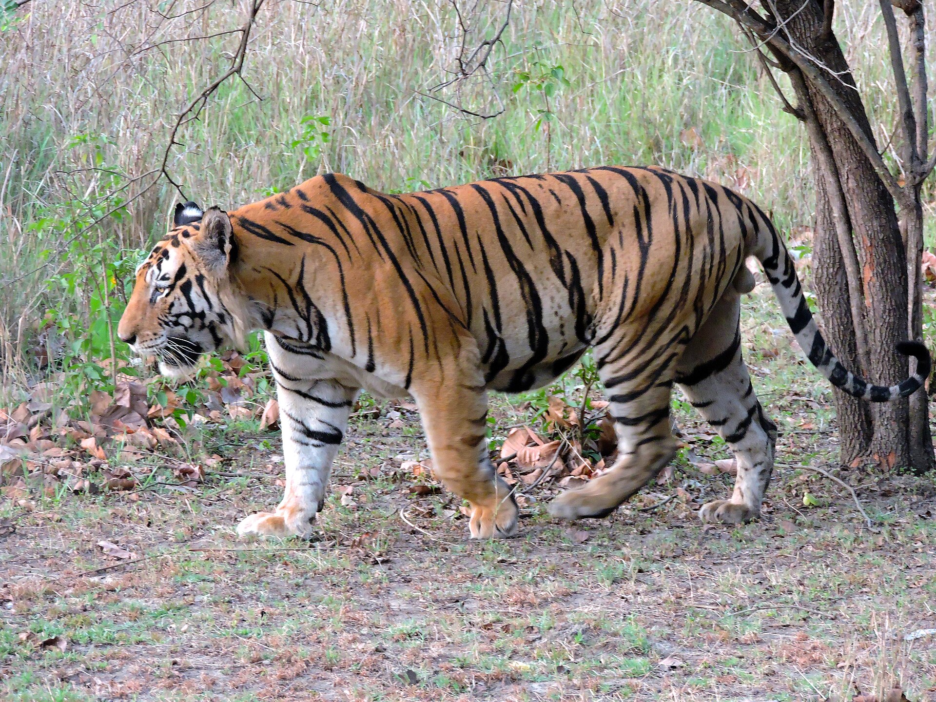 A tiger in Kanha National Park, India; each animal's stripe pattern is as unique as a fingerprint. Credit: Seemaleena (CC BY-SA 4.0).