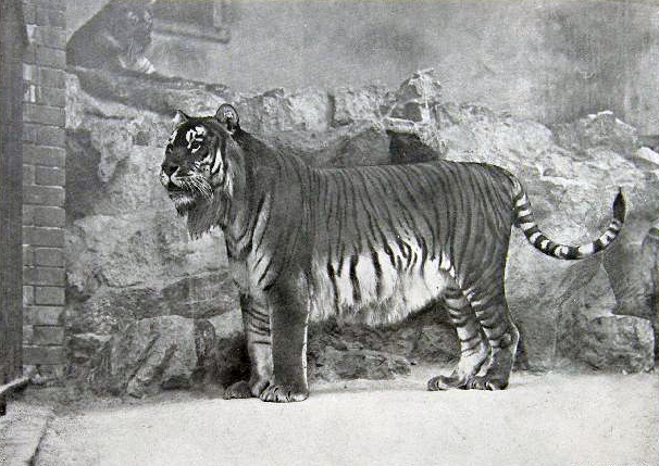 The Caspian tiger, one of several tiger populations driven to extinction by hunting and habitat loss. Credit: Unknown authorUnknown author (Public domain).