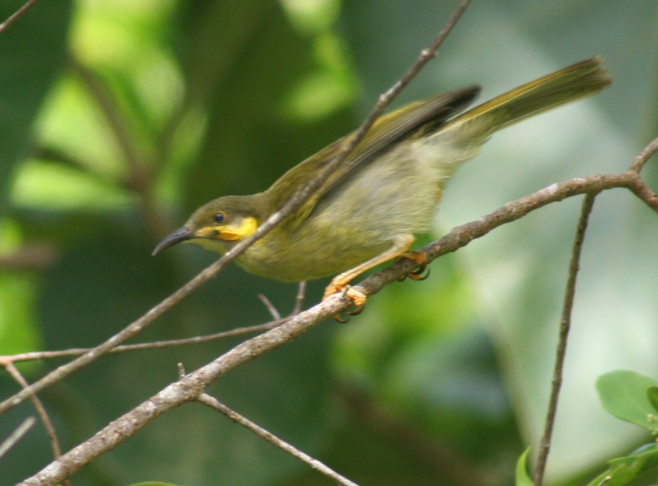 A wattled honeyeater in Tonga. The islands' forests, reefs, and lagoons shelter a rich birdlife and marine life, from fruit doves and flying foxes to the humpback whales that come each year to calve in the warm Tongan waters.