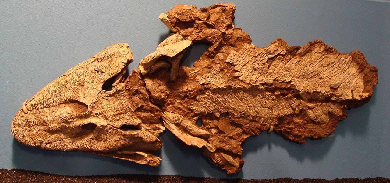 Tiktaalik roseae, found on Ellesmere Island in 2004 in rocks selected in advance for their age and type. It has gills and scales with a mobile neck, a flattened head and limb bones capable of bearing weight.