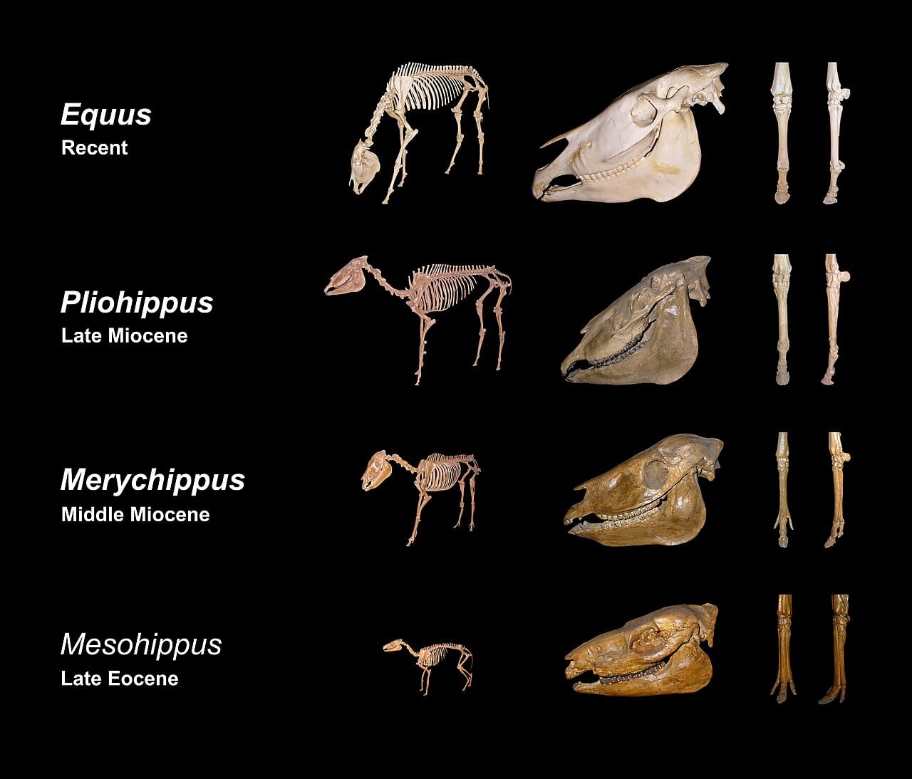 The horse lineage, one of the longest documented fossil sequences. Its shape is a branching bush rather than a ladder, and the tidy linear version in older textbooks was a simplification that critics were right to object to.