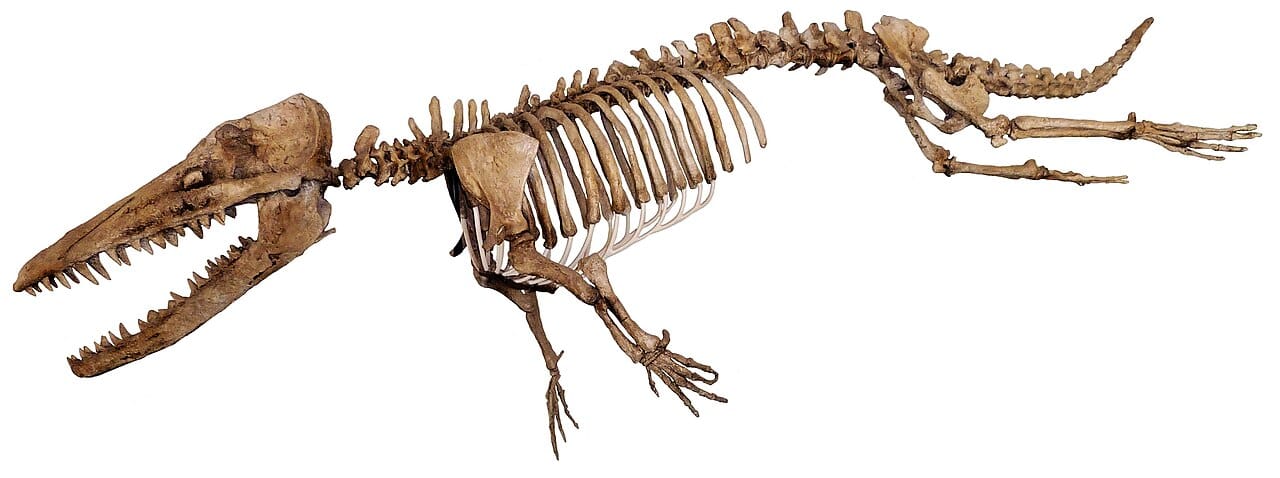Ambulocetus natans, an early whale from about 48 million years ago with functional legs. Its ear structure, and the isotopic signature of its teeth, place it in the whale lineage during the shift from fresh water toward the sea.
