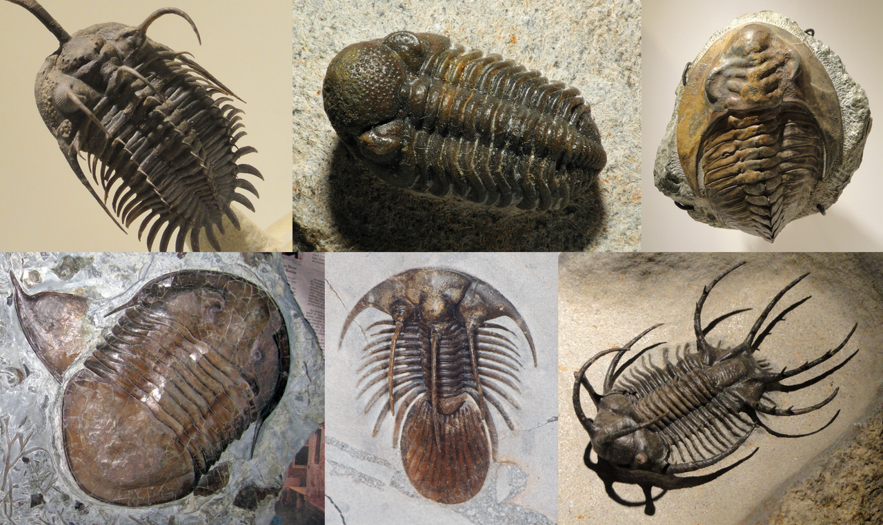 The range of trilobite forms. More than twenty thousand species have been described, spanning burrowers, swimmers, filter feeders and predators.