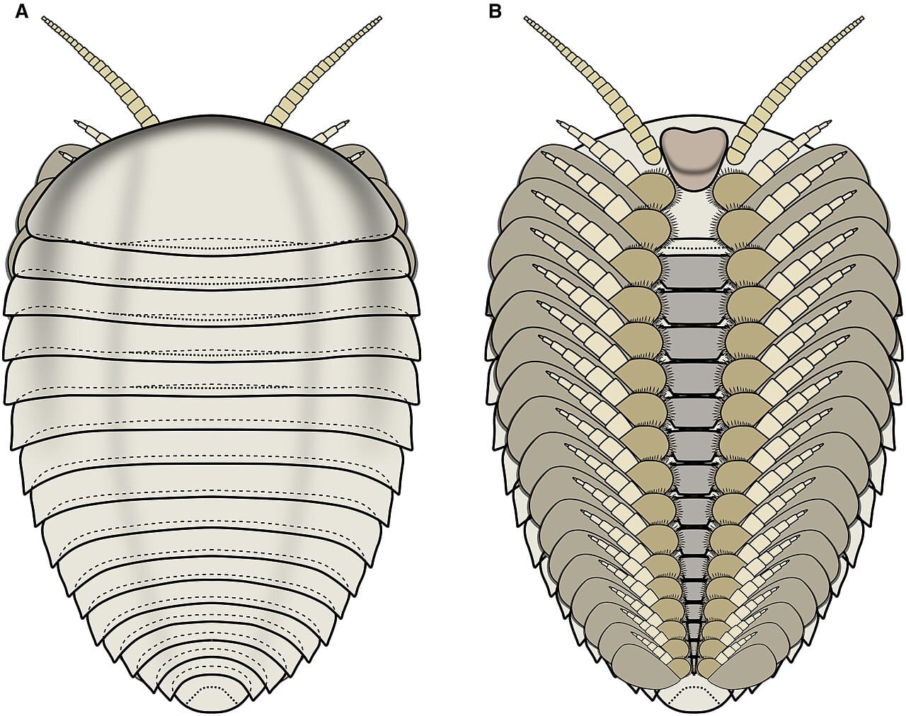A reconstruction based on preserved anatomy. Exceptional deposits preserve limbs, gills and gut contents, which are absent from ordinary specimens.