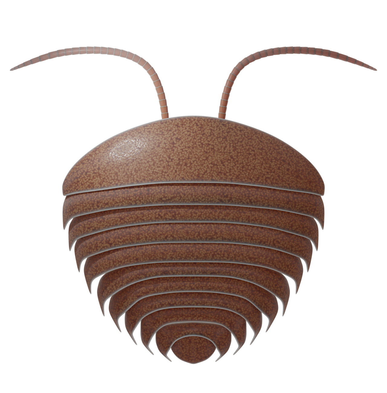 A reconstruction of an early trilobite relative. The group appears already diverse in the Cambrian, with no simpler forms known before it.