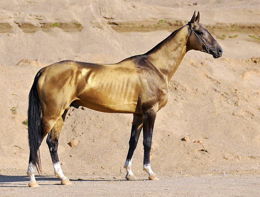 An Akhal-Teke horse, the celebrated Turkmen breed prized for its grace, speed, and shimmering coat. Bred in the region for thousands of years, it is a national symbol and appears on the country's emblem.