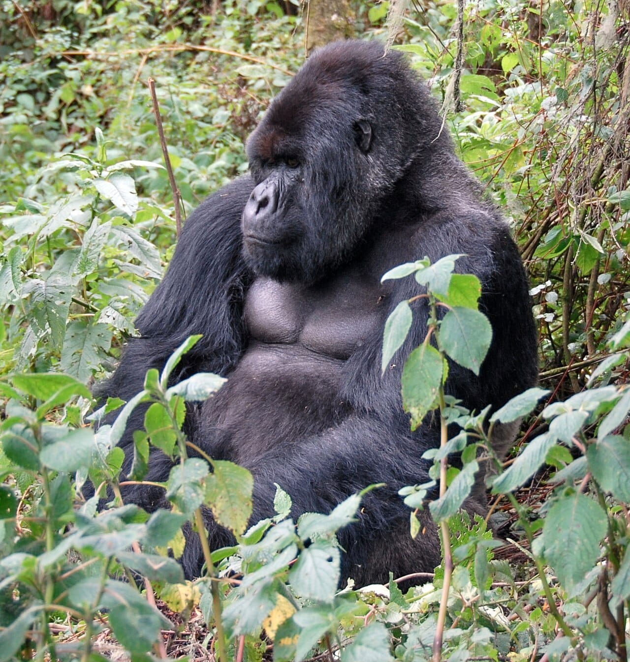A mountain gorilla in the forests of southwestern Uganda. The country's Bwindi and Mgahinga forests shelter a large share of the world's few remaining mountain gorillas, one of the great treasures of the Pearl of Africa.