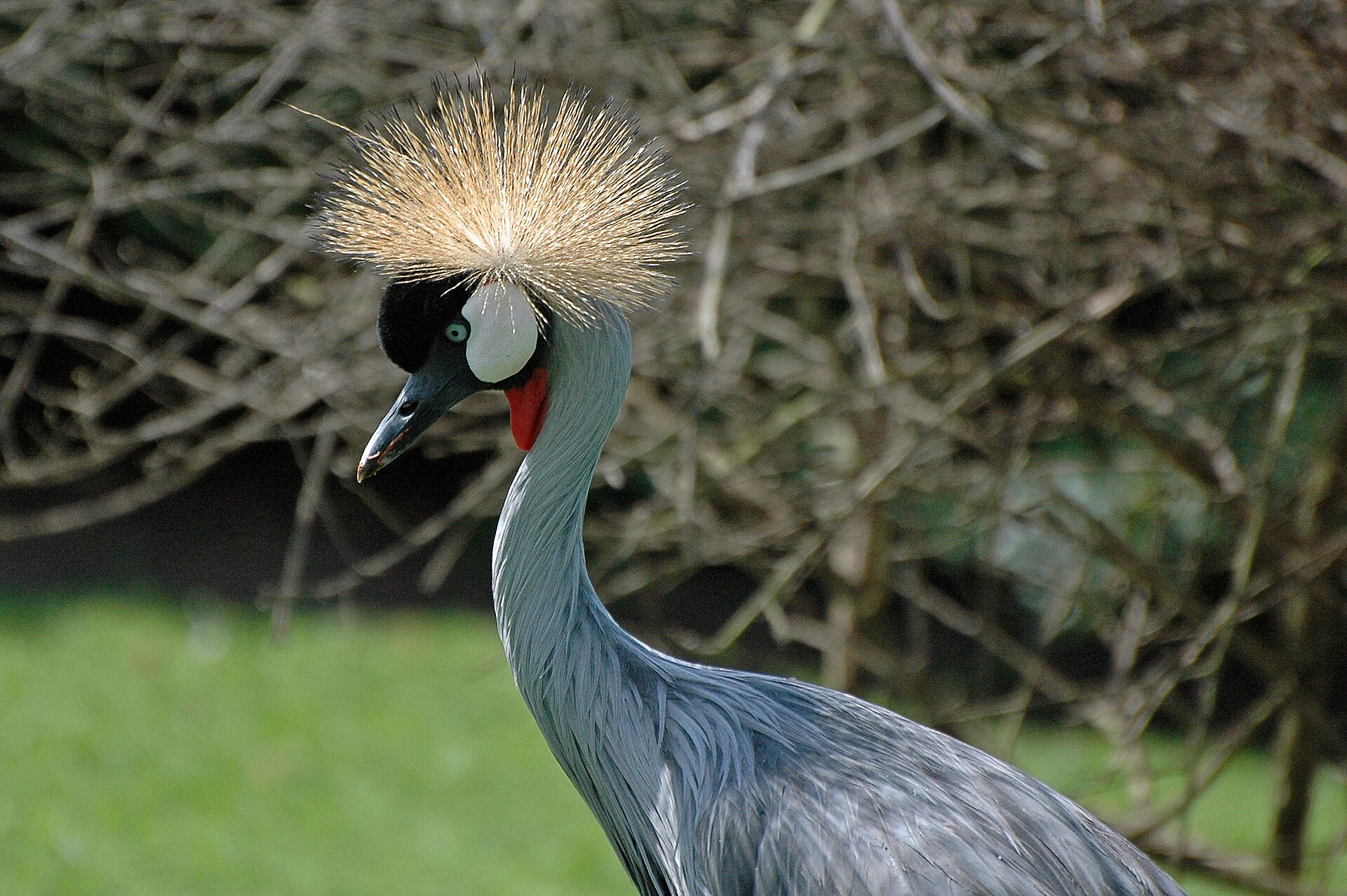 The grey crowned crane, the national symbol of Uganda, which appears on the country's flag. Credit: PanWoyteczek (CC BY 4.0).