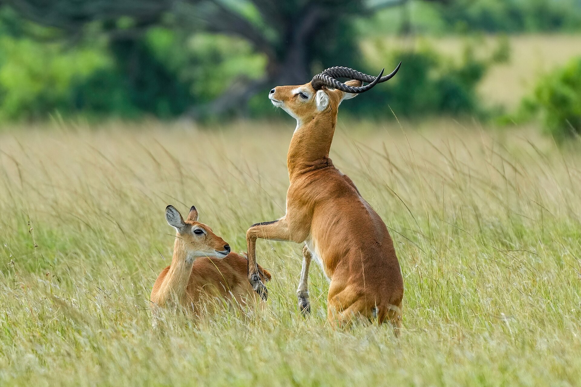 A kob antelope in Queen Elizabeth National Park. Uganda's savannas, lakes, and forests teem with wildlife, from elephants and lions to hippos and chimpanzees, helping earn the country its name as the Pearl of Africa.