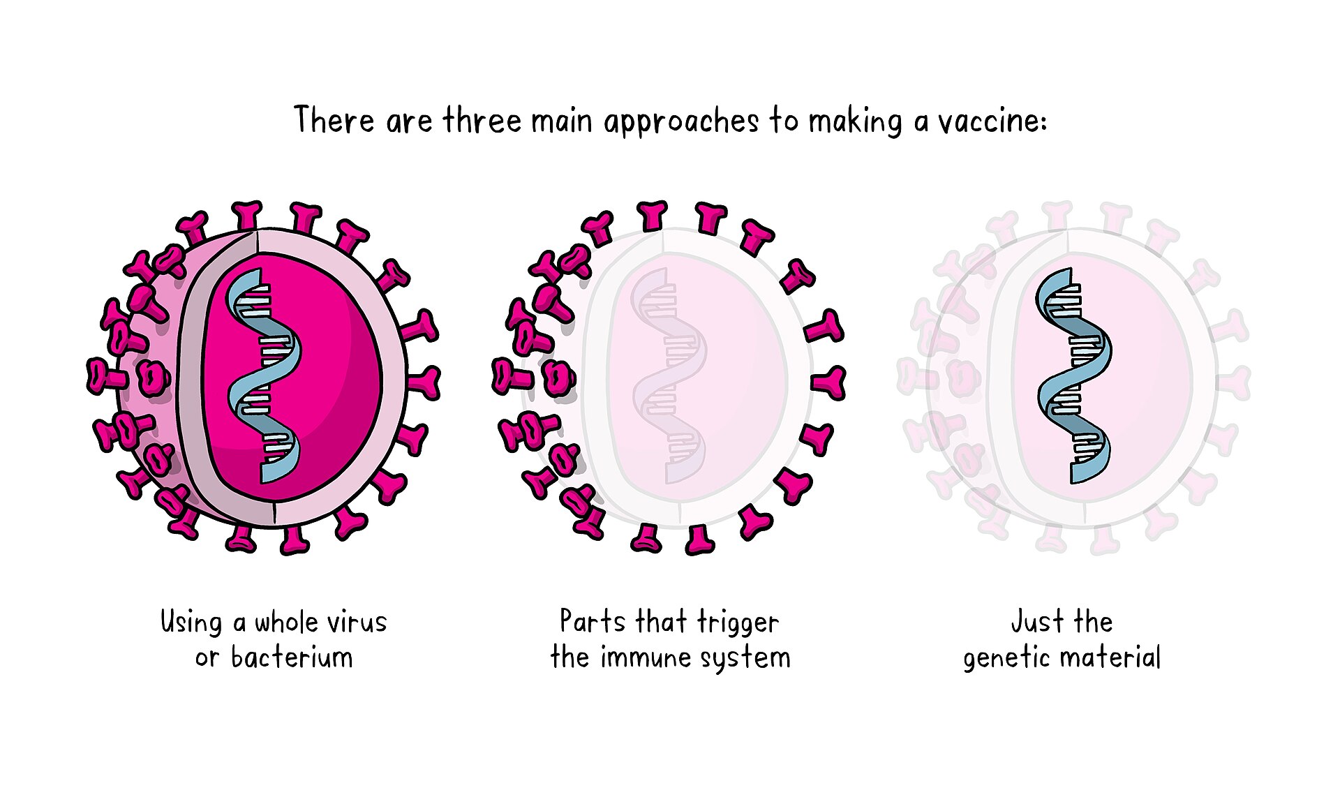 A modern explainer of how vaccines are developed and tested.