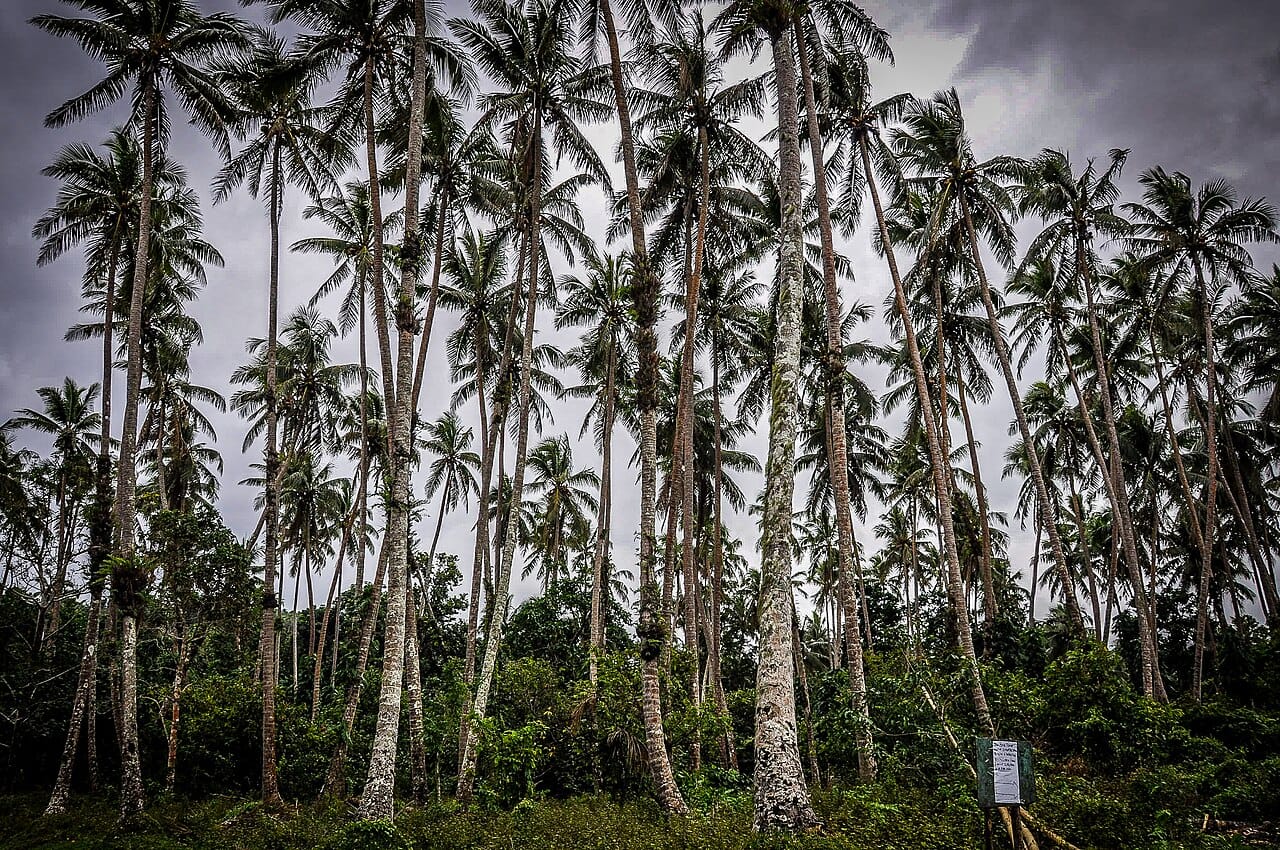 Palm-shaded Pentecost Island, home of the land-diving ritual in which men leap from tall towers with vines tied to their ankles. This ancient rite of harvest and courage inspired the modern bungee jump.