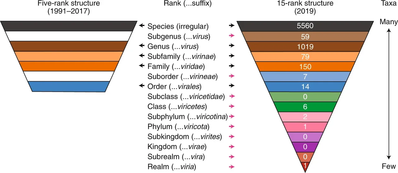 Recognised virus taxonomy compared across three decades. The number of described species has grown enormously as sequencing identified viruses that had never been cultured.