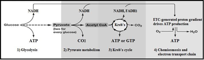 Glucose metabolism. Complete oxidation yields far more energy; fermentation is faster and leaves carbon skeletons available for building new cells.