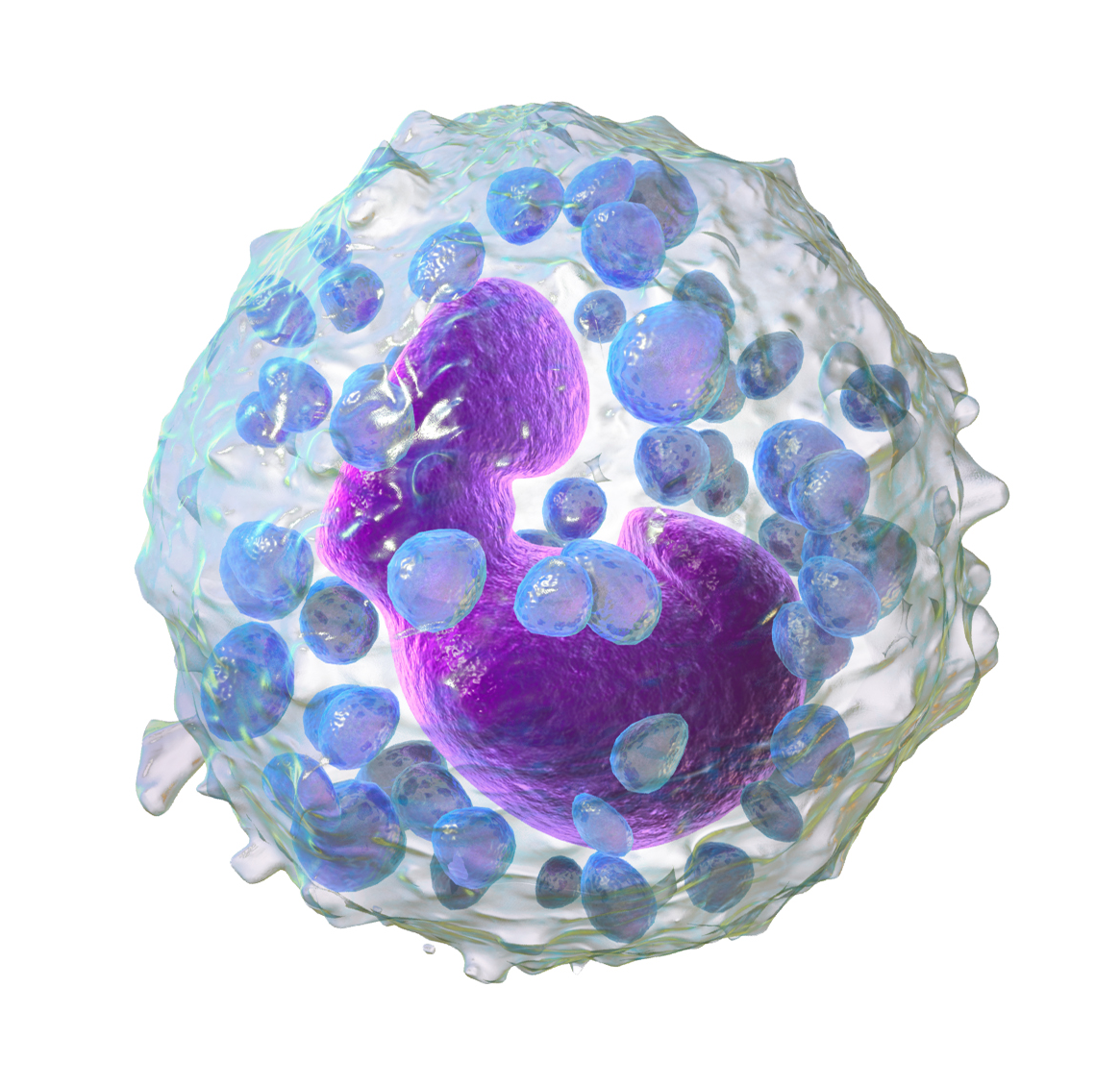 A basophil, the white blood cell used in the assay. The measured outcome was the proportion of these cells that degranulated, counted by an observer under a microscope.