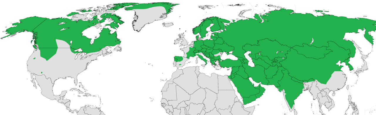 The current range of the grey wolf. The gaps across western Europe, the contiguous United States, Mexico and Japan are the result of deliberate extermination rather than any limit of habitat.