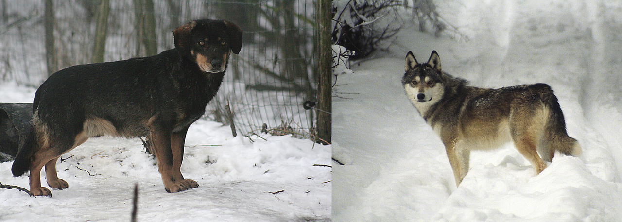 First generation wolf and dog crosses. Wolves and dogs remain fully interfertile, and hybridisation with dogs is now a conservation problem for several small wolf populations in Europe.