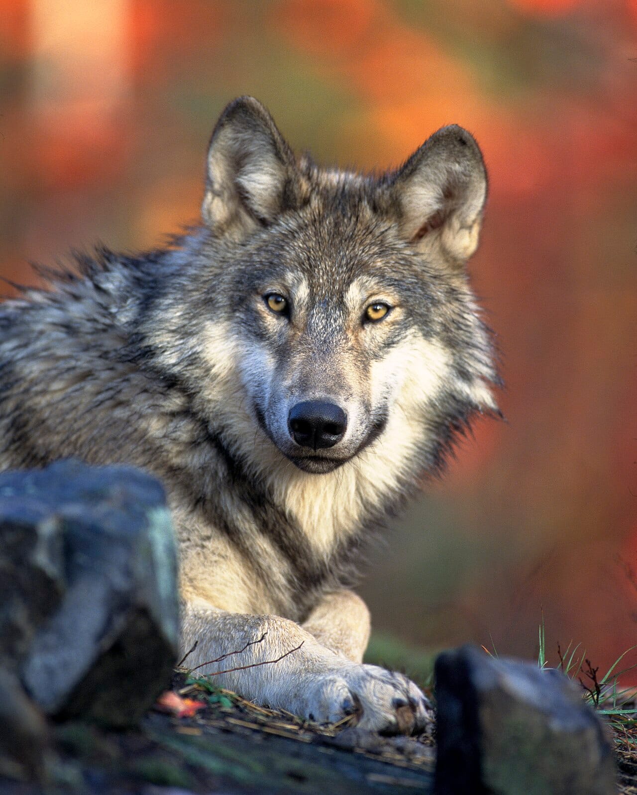 A grey wolf at rest. Adults typically weigh between 30 and 50 kilograms, with males larger than females and northern populations larger than southern ones.