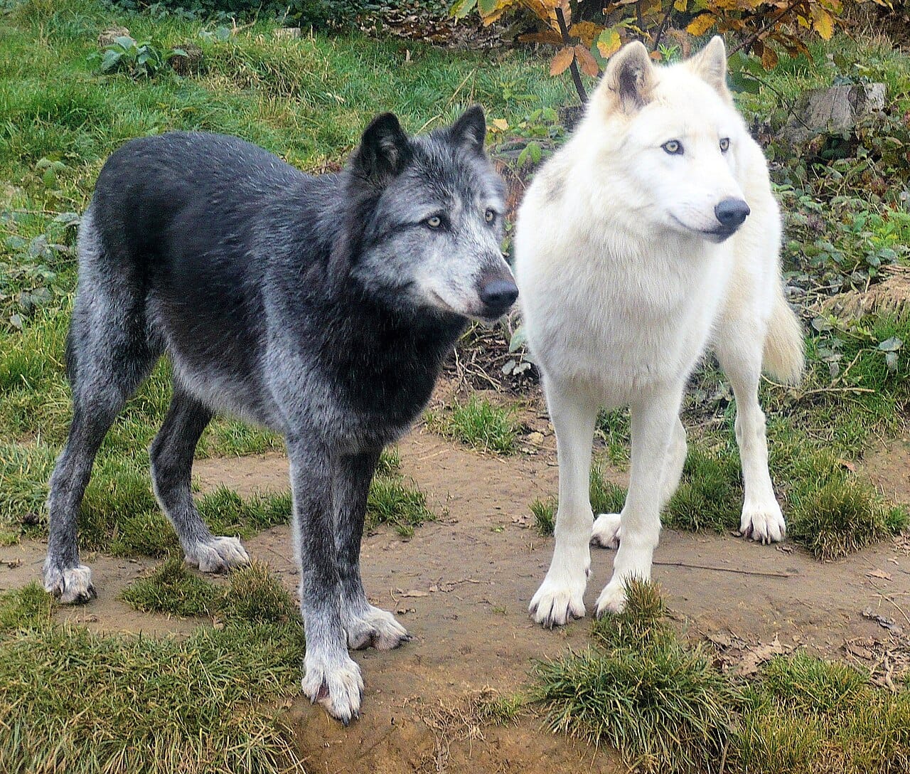 Wolves in a group. Coat colour varies widely within a single population, and black coats in North American wolves come from a variant introduced by interbreeding with domestic dogs.