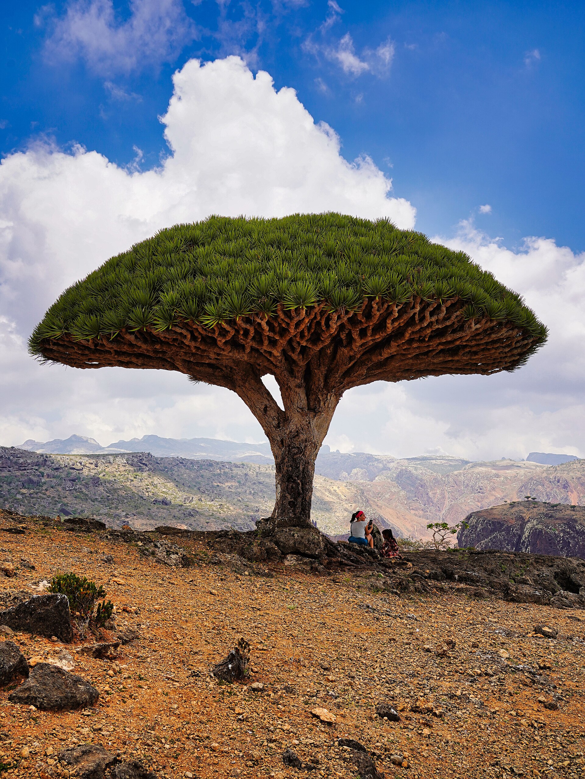 A dragon blood tree on the island of Socotra, its umbrella-shaped crown and red sap giving it its name. Found nowhere else on Earth, it is the emblem of an island so rich in unique life that it is sometimes called the Galapagos of the Indian Ocean.
