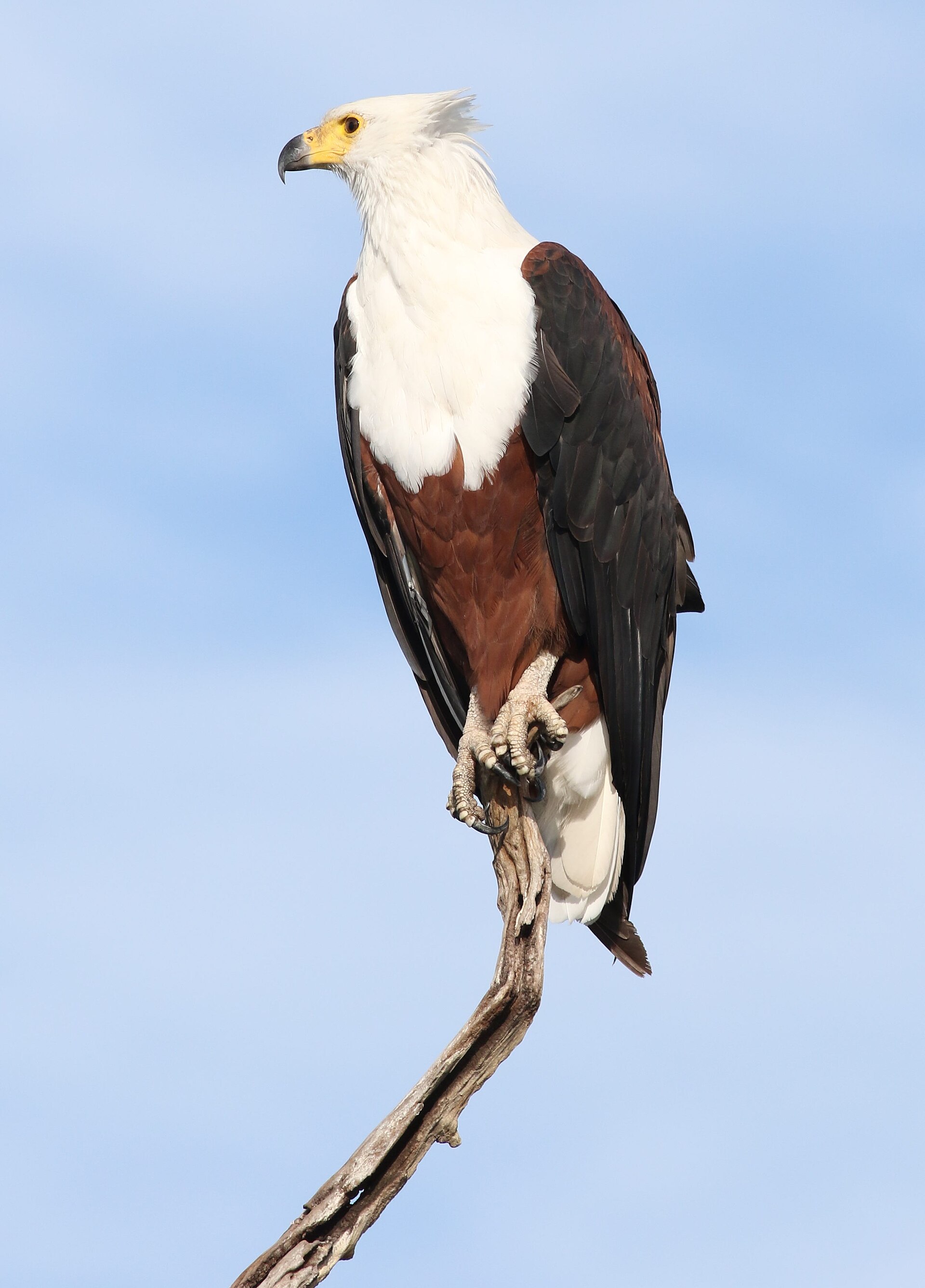 The African fish eagle, the national bird of Zambia, which appears on the flag and coat of arms. Its call is one of the iconic sounds of the country's rivers, lakes, and vast wetlands.